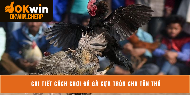 Chi tiết cách chơi đá gà cựa tròn cho tân thủ