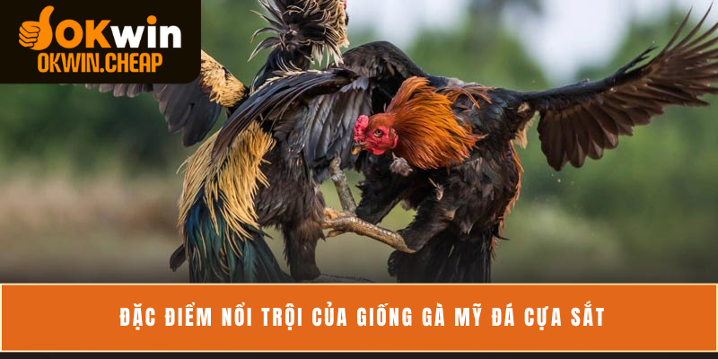 Đặc điểm nổi trội của giống gà Mỹ đá cựa sắt