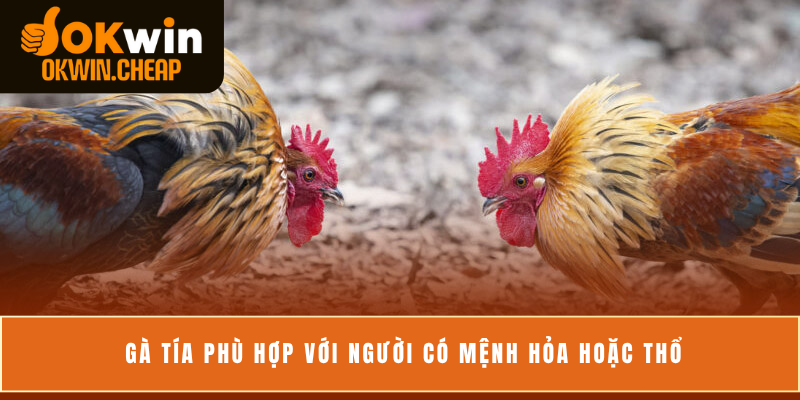 Gà tía phù hợp với người có mệnh Hỏa hoặc Thổ