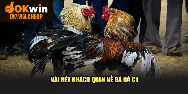 Giải đáp đá gà trực tiếp C1 là gì?