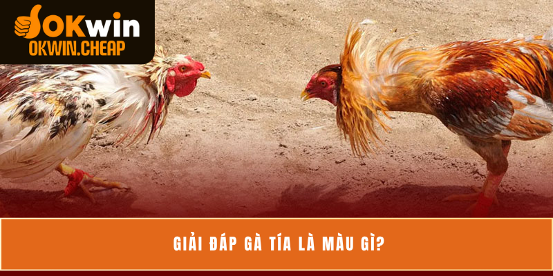 Giải đáp gà tía là màu gì?