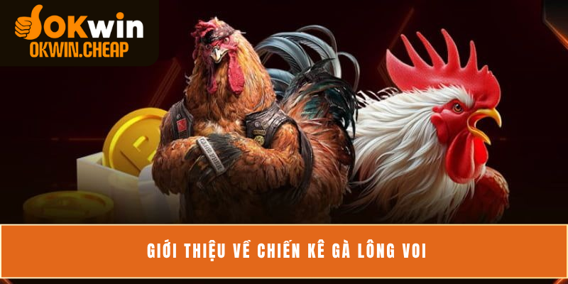 Giới thiệu về chiến kê gà lông voi