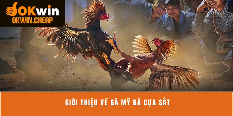 Giới thiệu về gà Mỹ đá cựa sắt