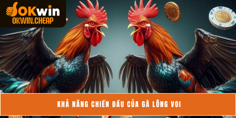 Khả năng chiến đầu của gà lông voi