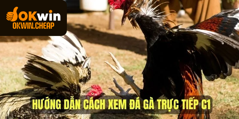 Khám phá cách thức xem đá gà trực tiếp C1