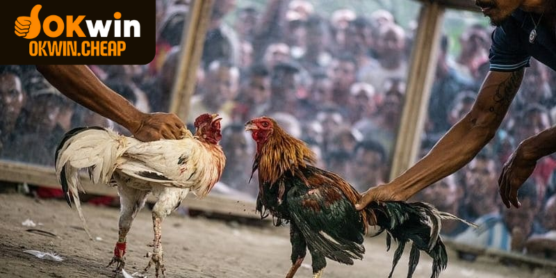 Lưu ý cần biết khi xem và cá cược đá gà trực tiếp C1