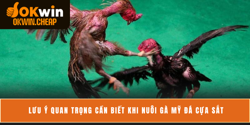 Lưu ý quan trọng cần biết khi nuôi gà Mỹ đá cựa sắt