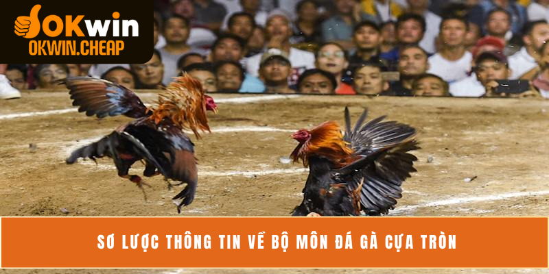 Sơ lược thông tin về bộ môn đá gà cựa tròn