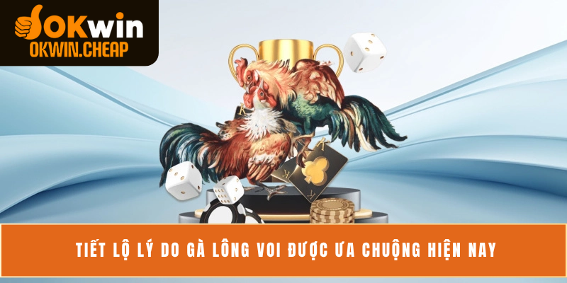 Tiết lộ lý do gà lông voi được ưa chuộng hiện nay